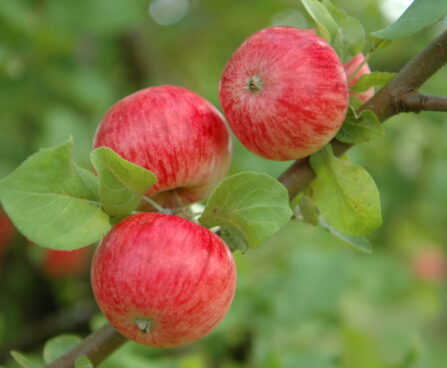 Malus domestica `Pirja`-eesti sordivaramu foto1