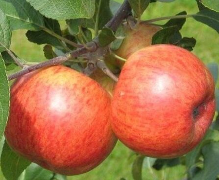 Malus domestica `Pirja`-eesti sordivaramu foto