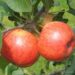 Malus domestica `Pirja`-eesti sordivaramu foto