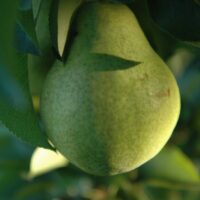 Pyrus `Tjuttševskaja`-pirnipuu- sordivaramu foto