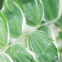 2156_10207_Polygonatum_hybridum_Striatum_kuutoverohi.jpg