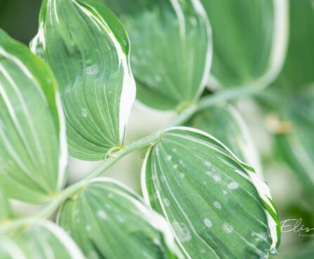 2156_10207_Polygonatum_hybridum_Striatum_kuutoverohi.jpg