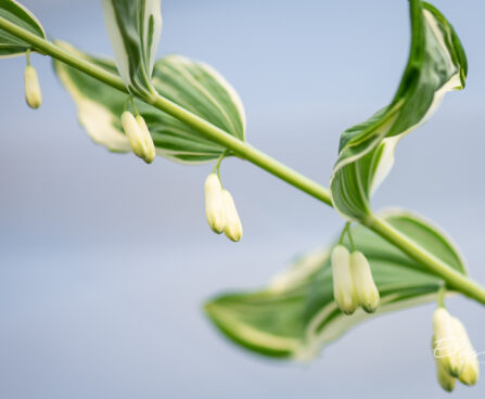 2156_10957_Polygonatum_hybridum_Striatum_kuutuverohi_2.jpg