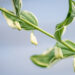 2156_10957_Polygonatum_hybridum_Striatum_kuutuverohi_2.jpg