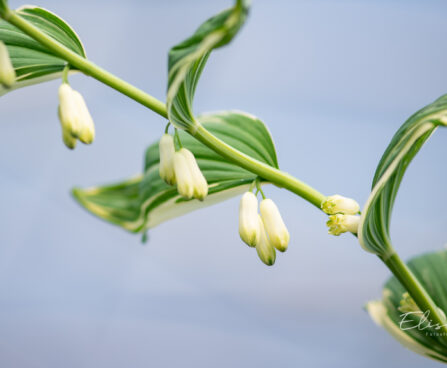 2156_10958_Polygonatum_hybridum_Striatum_kuutuverohi.jpg