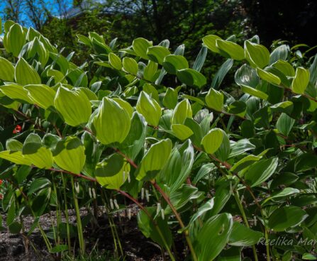 2156_7662_Polygonatum_hybridum_Striatum_3.JPG