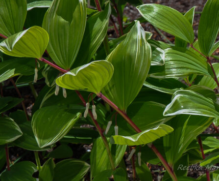 2156_7663_Polygonatum_hybridum_Striatum.JPG