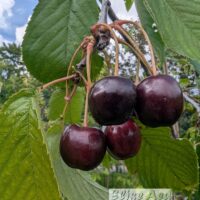 Prunus avium `Regina`-mguskirss