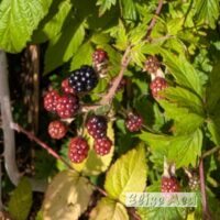 Rubus fruticosus `Black Satin`1