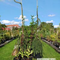 Picea abies `Cobra`-harilik kuusk