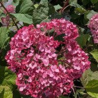 Hydrangea arborescens `Bella Ragazza® Mauvette`3