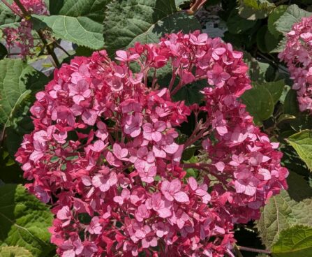 Hydrangea arborescens `Bella Ragazza® Mauvette`3