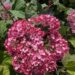 Hydrangea arborescens `Bella Ragazza® Mauvette`3
