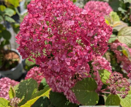 Hydrangea arborescens `Bella Ragazza® Mauvette`1