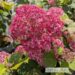 Hydrangea arborescens `Bella Ragazza® Mauvette`1