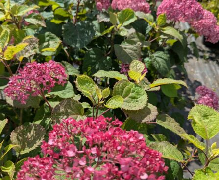 Hydrangea arborescens `Bella Ragazza® Mauvette`4