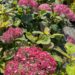 Hydrangea arborescens `Bella Ragazza® Mauvette`4