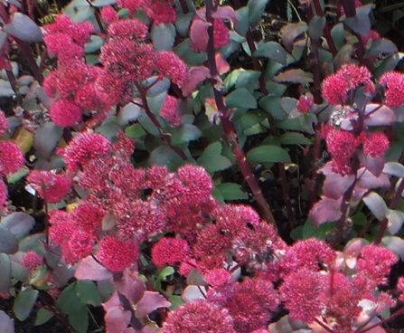 2161_10795_Sedum_Red_Cauli-3-D_kukehari.jpg