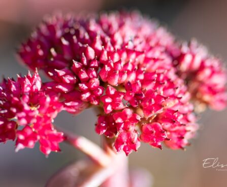 2161_9905_Sedum_telephium_Red_Cauli__verev_kukehari.jpg