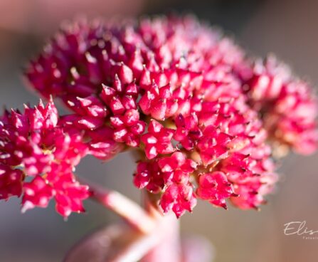 2161_9905_Sedum_telephium_Red_Cauli__verev_kukehari.jpg