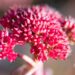 2161_9905_Sedum_telephium_Red_Cauli__verev_kukehari.jpg