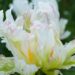 2165_7591_Paeonia_lactiflora_Green_Halo__2.JPG