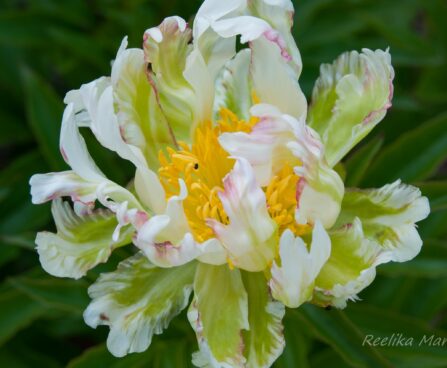 2165_7593_Paeonia_lactiflora_Green_Halo_.JPG