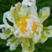 2165_7593_Paeonia_lactiflora_Green_Halo_.JPG