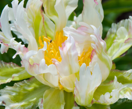 2165_7594_Paeonia_lactiflora_Green_Halo__4.JPG