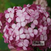 Hydrangea arborescens `Ruby Annabelle`- puishortensia