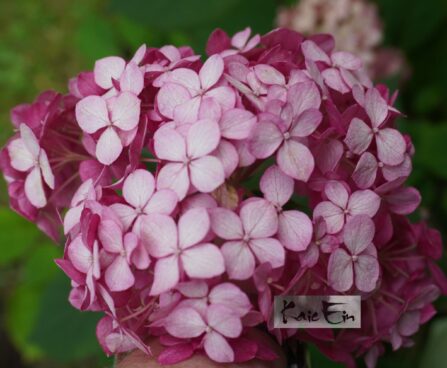 Hydrangea arborescens `Ruby Annabelle`- puishortensia