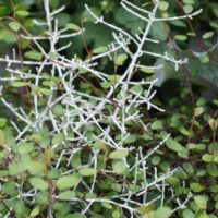 Calocephalus brownii + Muechlenbeckia complexa-psdipõõsas ja ronitatra duo