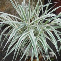 Arundo donax `Ely`-hiidroog