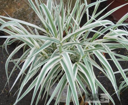 Arundo donax `Ely`-hiidroog