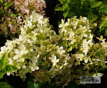 Hydrangea paniculata Pastelgreen `Renxolor`-aedhortensia