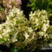 Hydrangea paniculata Pastelgreen `Renxolor`-aedhortensia