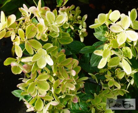 Hydrangea paniculata Pastelgreen `Renxolor`-aedhortensia2