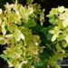 Hydrangea paniculata Pastelgreen `Renxolor`-aedhortensia2
