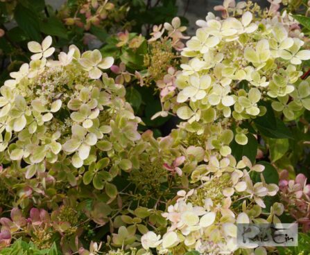 Hydrangea paniculata Pastelgreen `Renxolor`-aedhortensia 3