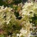 Hydrangea paniculata Pastelgreen `Renxolor`-aedhortensia 3