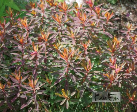 Euphorbia amygdaloides `Purpurea`