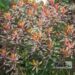 Euphorbia amygdaloides `Purpurea`