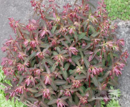 Euphorbia amygdaloides `Purpurea` -mandel-piimalill