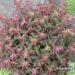 Euphorbia amygdaloides `Purpurea` -mandel-piimalill