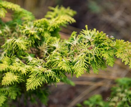 2203_6519_Chamaecyparis_obtusa_Fernspray_Gold_.JPG