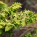 2203_6519_Chamaecyparis_obtusa_Fernspray_Gold_.JPG