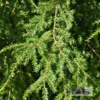 Tsuga canadensis-kanada tsuuga-kanada tsuuga1JPG