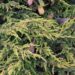 Juniperus communis Goldschatz.JPG
