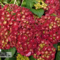 Hydrangea macrophylla `Hi Fire`-suurelehine hortensia
