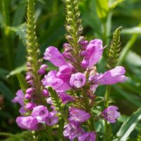 Physostegia virginiana `Vivid`-virgiinia tonditupik
